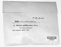 Image of Discina pallide-rosea